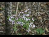 McKinney Roughs 2009